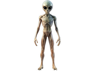 A digital illustration of a grey alien standing against a white background. The alien is depicted with a thin build, large eyes, and smooth, grey skin