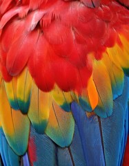 Fototapeta premium Close-up of vibrant parrot feathers