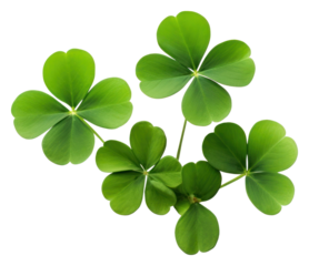 PNG Leaf clover plant green.
