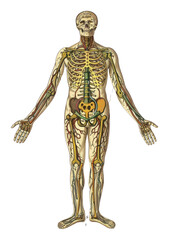 PNG Old illustration body human skeleton person head.