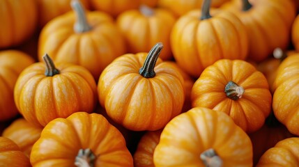 Mini pumpkins piled in a rustic autumn pumpkin patch