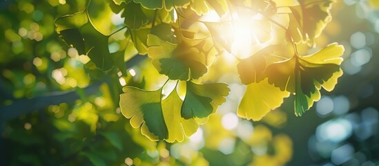 Ginkgo Biloba Tree Leaves In Sunlight