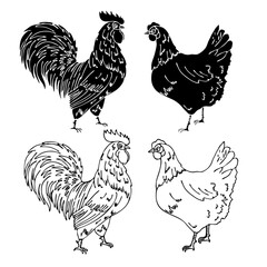 vector illustration, doodle style drawing, in black, chicken, cock, bird, isolate on a white background