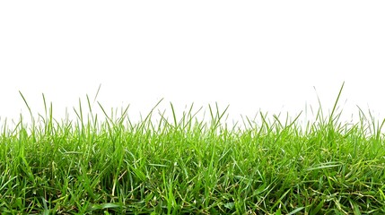 Fototapeta premium Lush green grass isolated on a white background, perfect for creating a natural border or adding a touch of freshness to your designs.