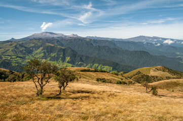 tree in a mountain meadow landscape with volcanoes and snow-capped mountains in the background with...