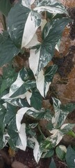 Syngonium variegata plant photo