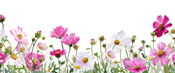 PNG Pink and white flowers backgrounds outdoors blossom.
