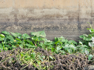water morning glory with cement wall near river