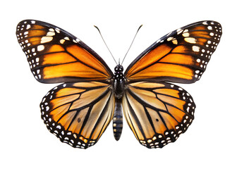 Fototapeta premium Butterfly isolated on white background, PNG