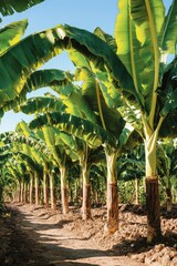 Obraz premium Lush tropical banana plantation with green leaves