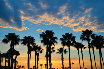 Obraz premium Silhouetted palm trees against a colorful sunset sky