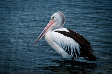 The photo shows a lakeside view located in Ken Lambkin Reserve