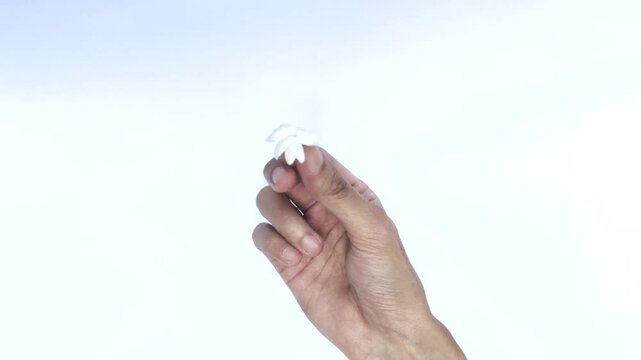 White Jasmine or Jasminum sambac on a white background