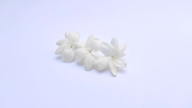 White Jasmine or Jasminum sambac on a white background
