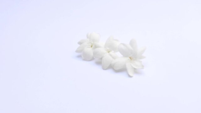 White Jasmine or Jasminum sambac on a white background
