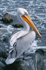 Elegant pelican perched on rocky shore