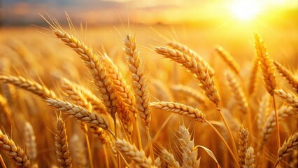 Close up of ripe wheat in golden sunlight, wheat, grain, agriculture, crop, harvest, farming, close up, detail, texture, summer