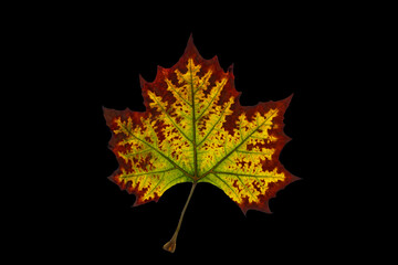 Fall leaf changing colors isolated on black background