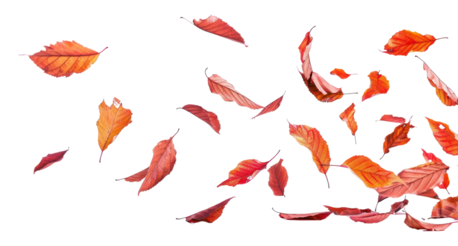 Autumn leaves falling gracefully