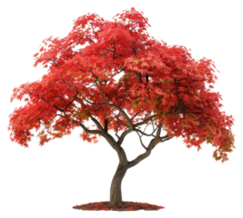 PNG  Vibrant red maple tree