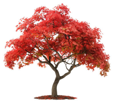 PNG  Vibrant red maple tree