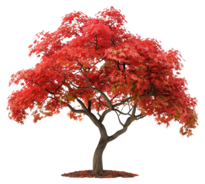 PNG  Vibrant red maple tree