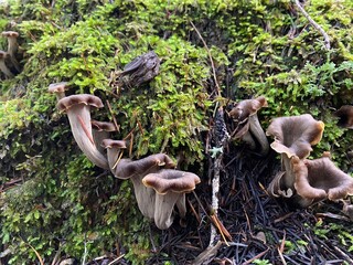 Craterellus Cornucopioides, Black Trumpet Mushroom