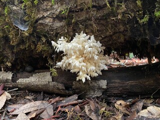Hericium Erinaceus Mushroom  © Laney