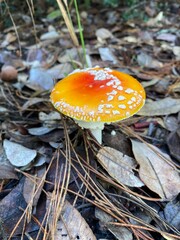 Amanita Muscaria Mushroom