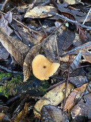 Hydnum Repandum Mushroom 