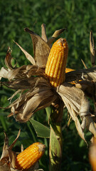 Corn plants on the Cornfield. Corn husks peel off. Focus selected