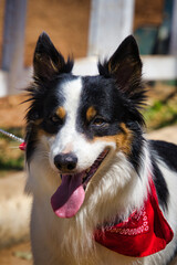 A dog with a red bandana on its neck is smiling