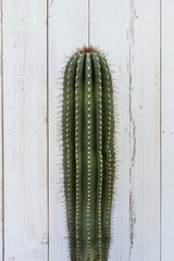 Naklejka premium tall green cactus on rustic wooden background