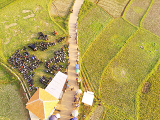 Photography of a Football field in the middle of rice fields from an aerial perspective. View of...