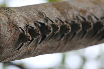 Bats lined up on the underside of a tree