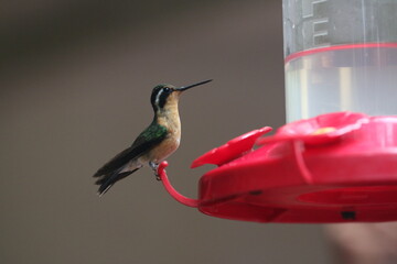 Female White-Throated Mountain Gem sitting at hummingbird feeder