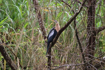 an anhinga sitting on a branch with the rainforest in the background