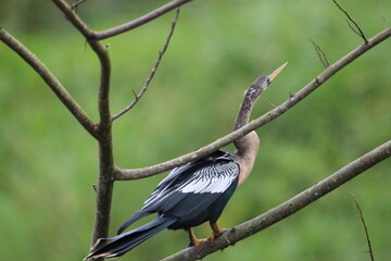 Fototapeta premium an anhinga sitting on a branch with the rainforest in the background