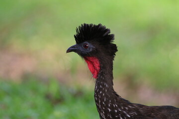 Close up of a Crested guan