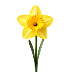 A single yellow flower with a yellow center and five petals
