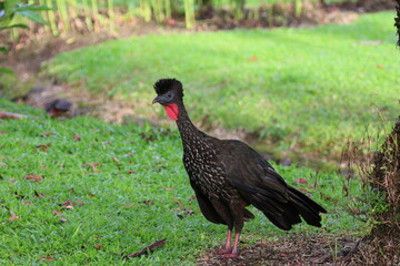 A Crested guan standing in the grass, Costa Rica