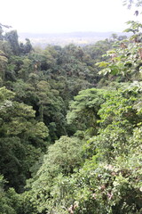 in the canopy of trees in costa rica