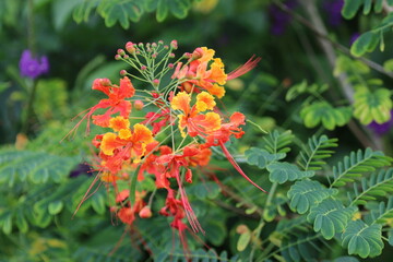 Red yellow and orange flowers from Costa Rica