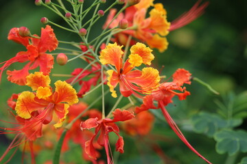 Red yellow and orange flowers from Costa Rica