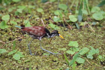 A small Jacana  bird walking on the tops of vegetation on top of the water on a costa rica river
