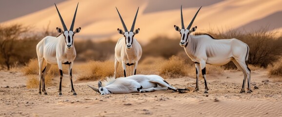 Herd of graceful antelopes in the african savanna