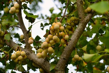 イチョウ（鴨脚樹）の実