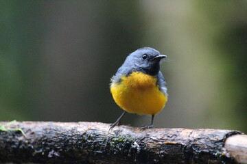 Slate-throated Redstart sitting on branch in Costa Rica rainforest