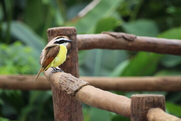 Great Kiskadee sitting on wooden fencing with foliage in the background