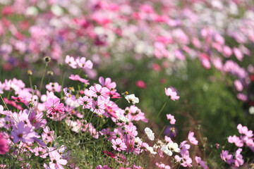 Cosmos field in the autumn at Windbird Village near Pyeongtaek-si, South Korea